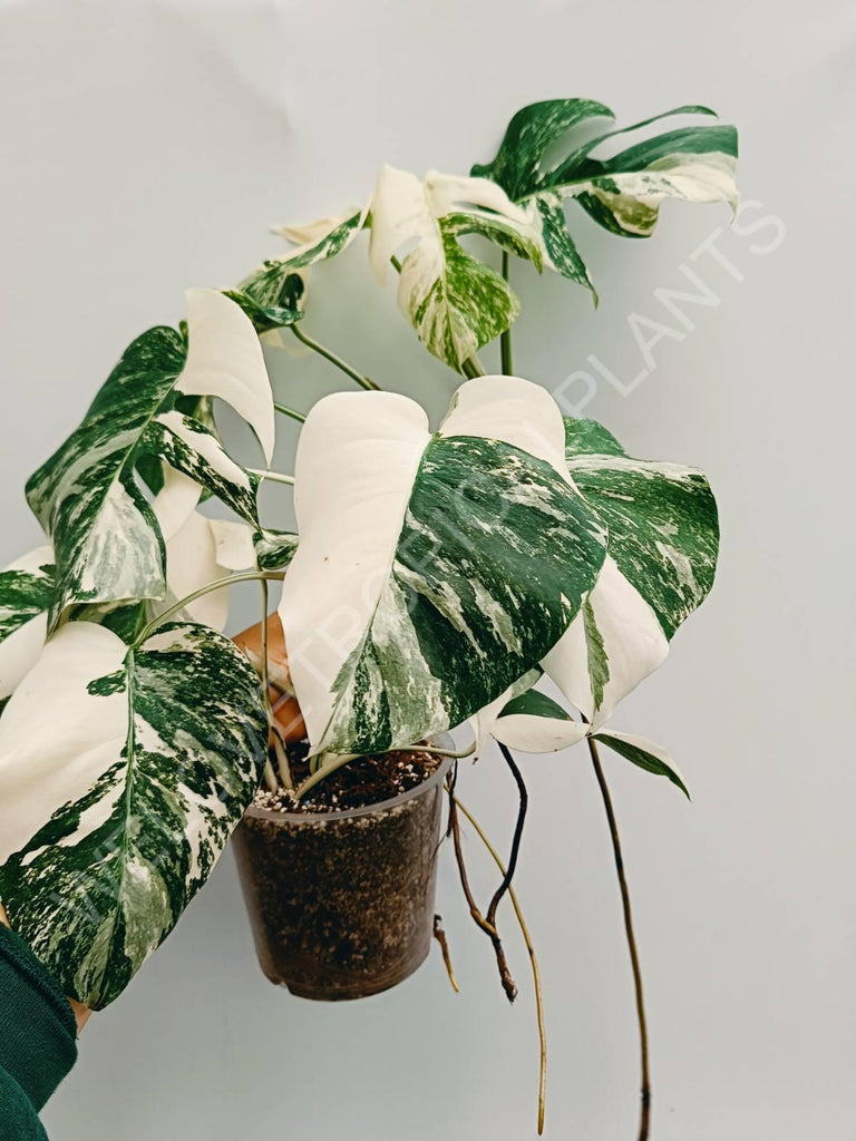 Monstera variegata albo