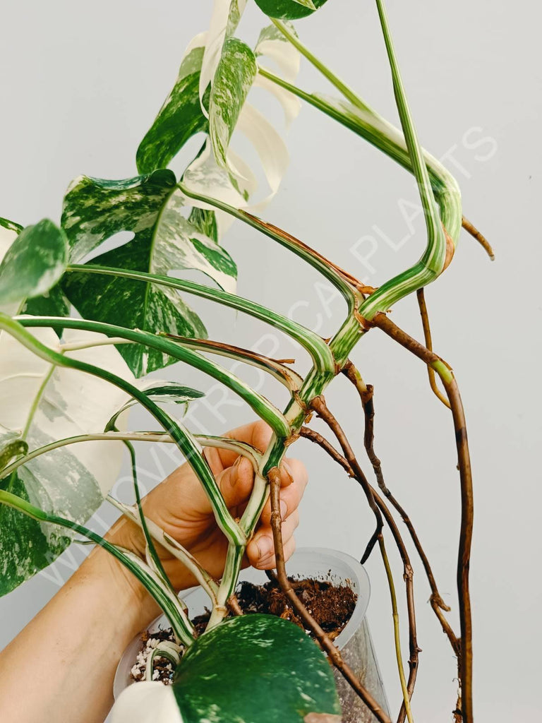 Monstera variegata albo