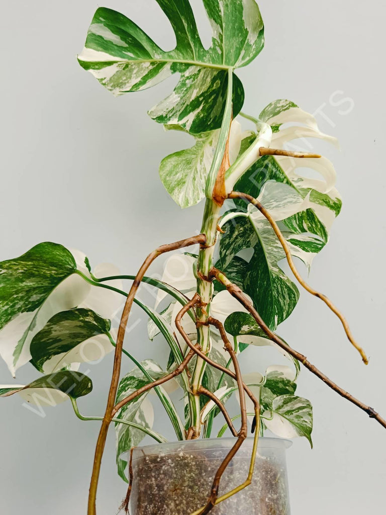 Monstera variegata albo