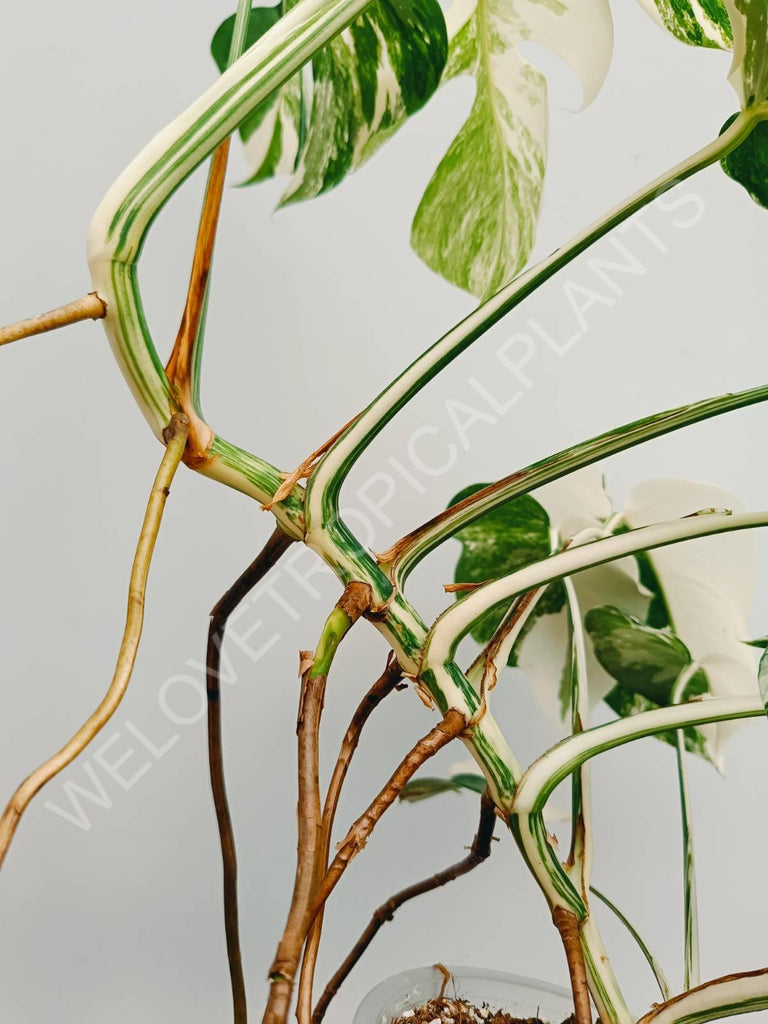 Monstera variegata albo