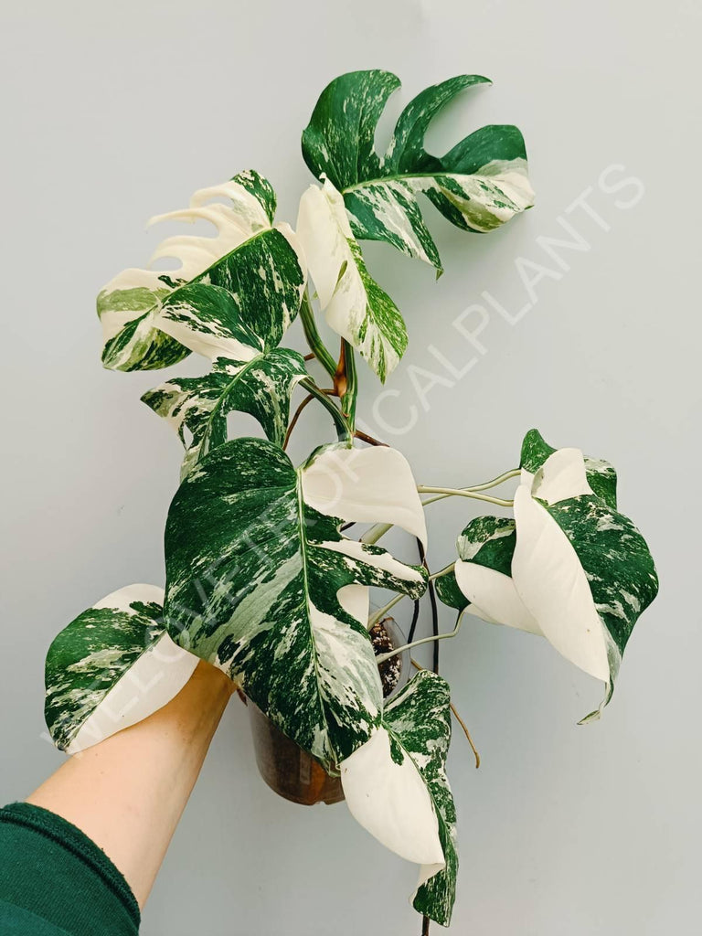 Monstera variegata albo