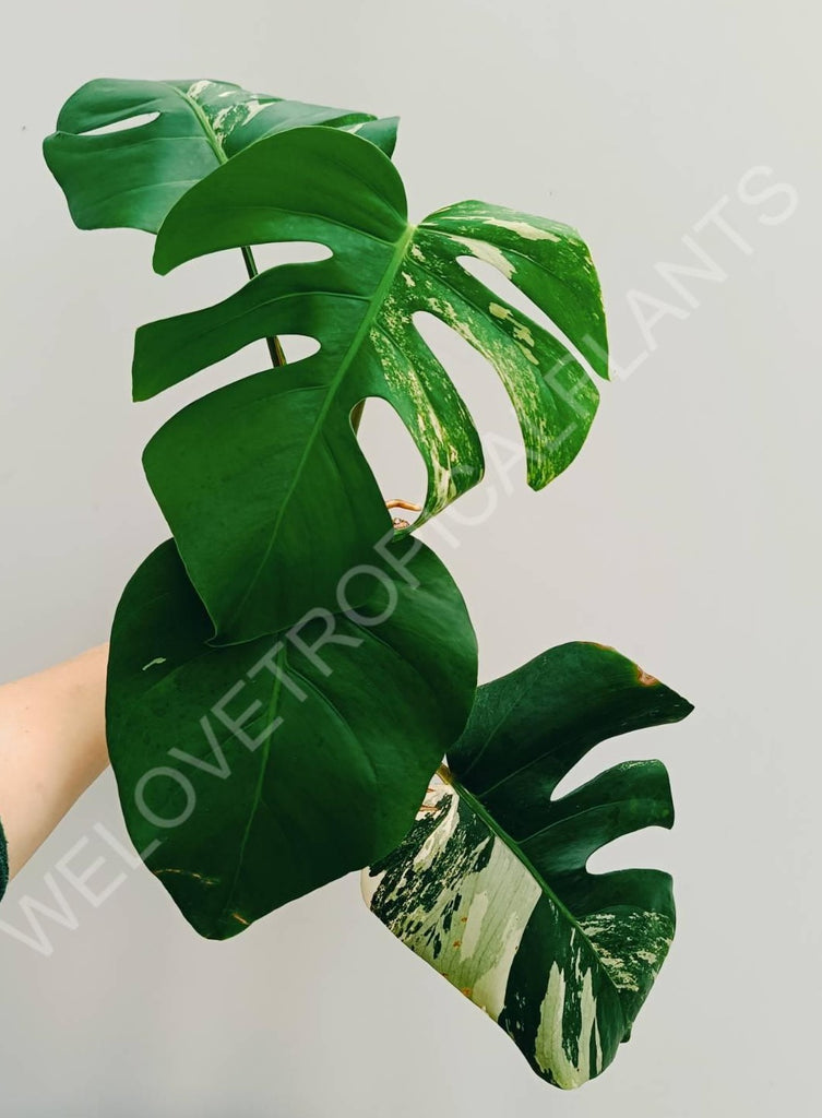 Monstera variegata albo