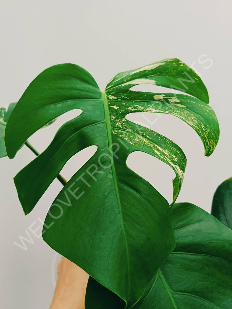 Monstera variegata albo