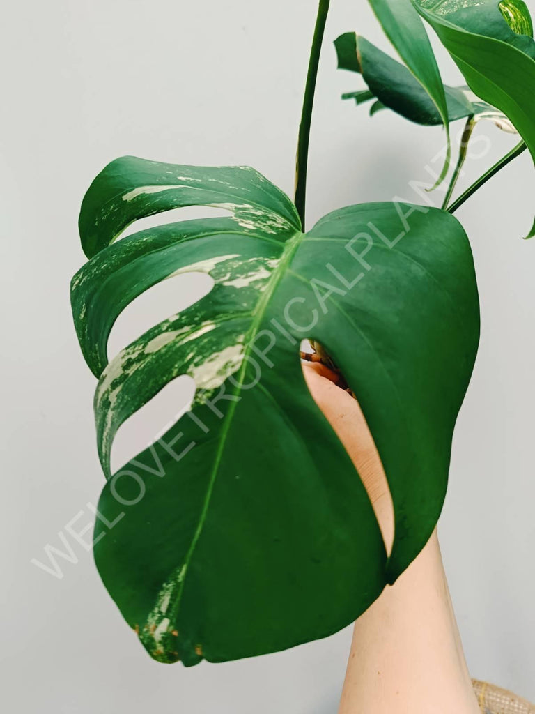 Monstera variegata albo