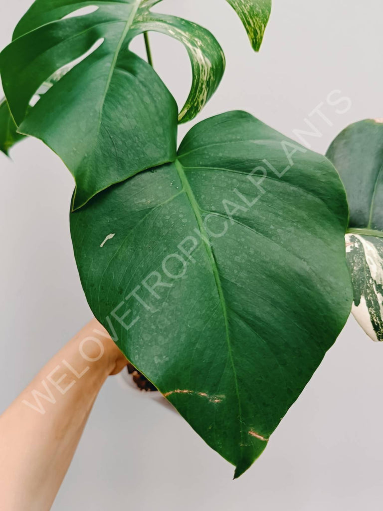 Monstera variegata albo