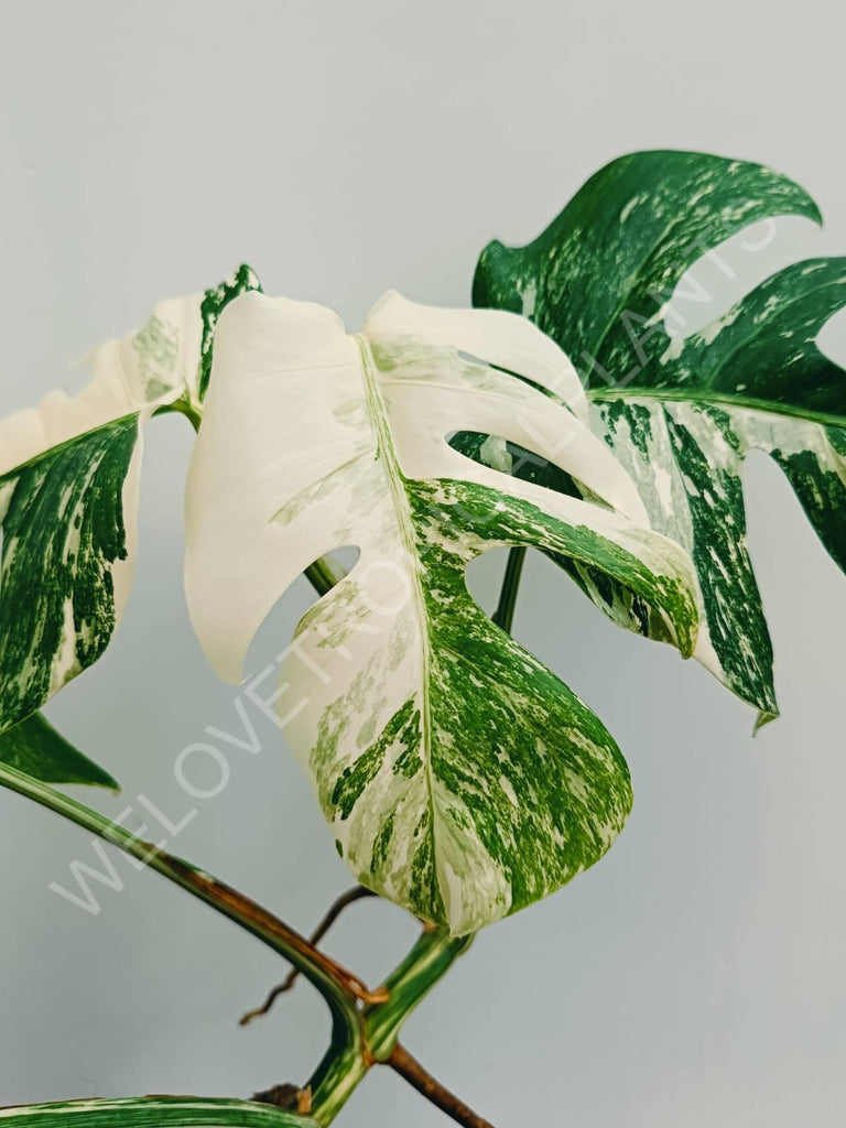 Monstera variegata albo