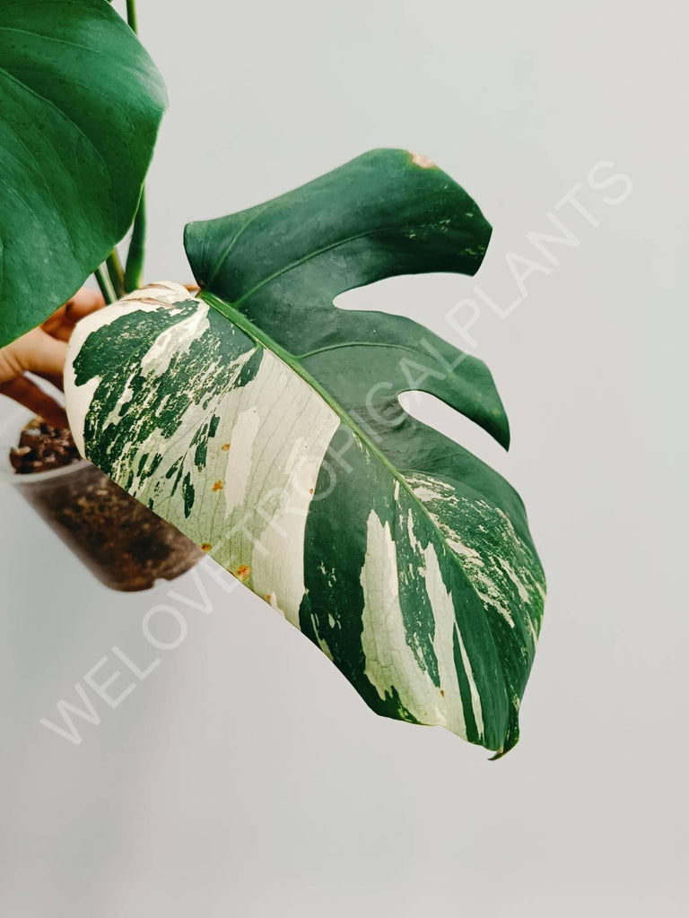 Monstera variegata albo