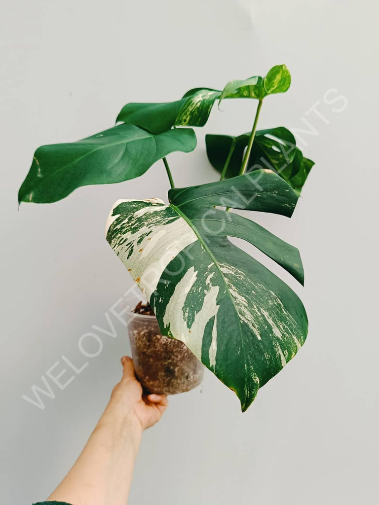 Monstera variegata albo