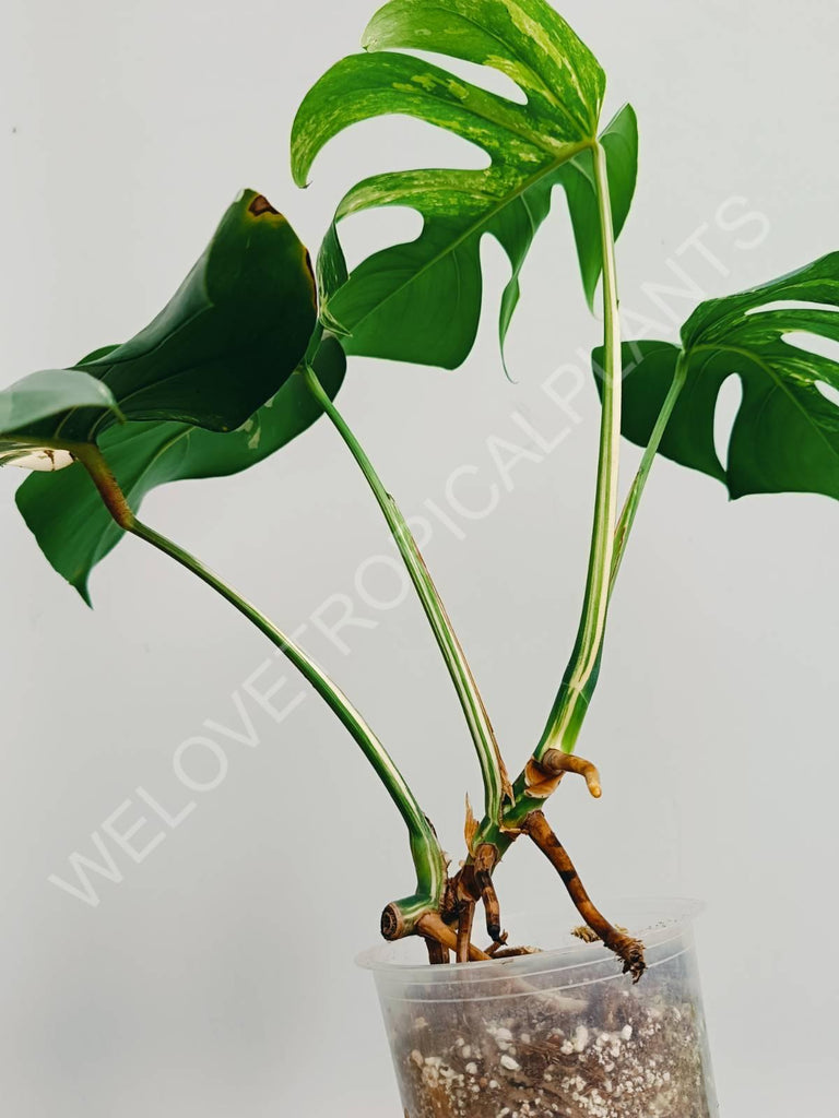 Monstera variegata albo