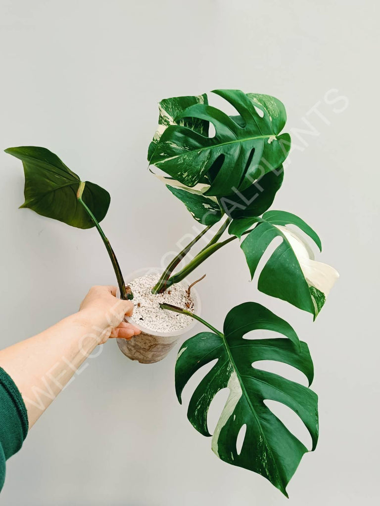 Monstera variegata albo