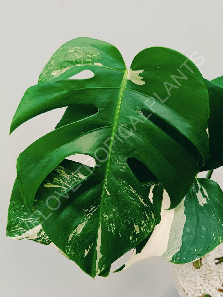 Monstera variegata albo