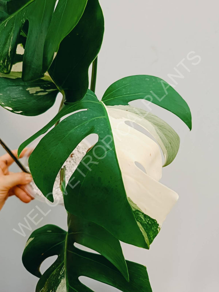 Monstera variegata albo