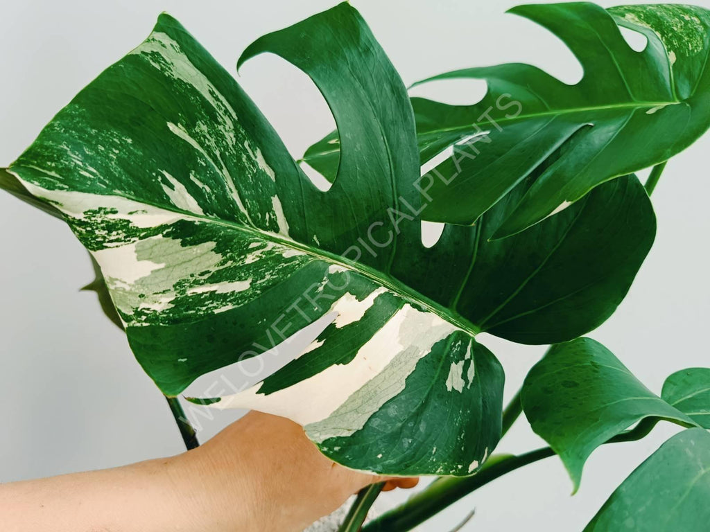 Monstera variegata albo