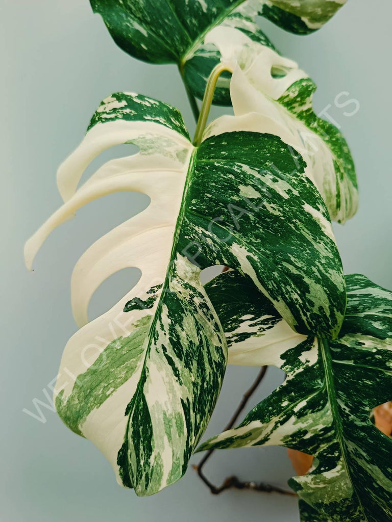 Monstera variegata albo