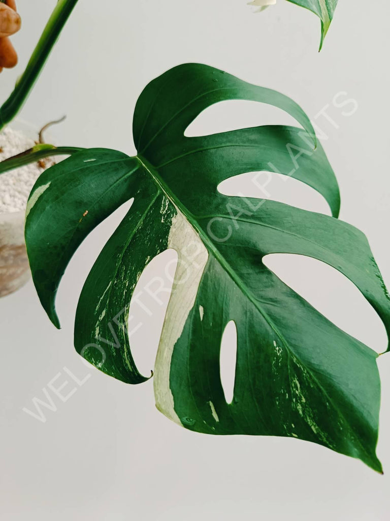 Monstera variegata albo