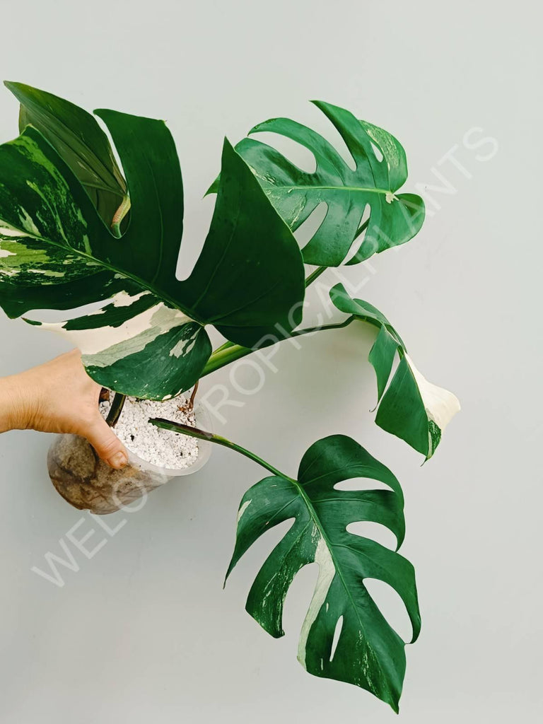 Monstera variegata albo