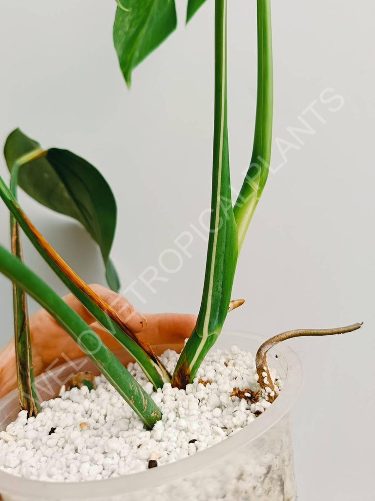 Monstera variegata albo