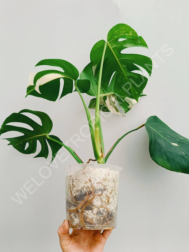 Monstera variegata albo