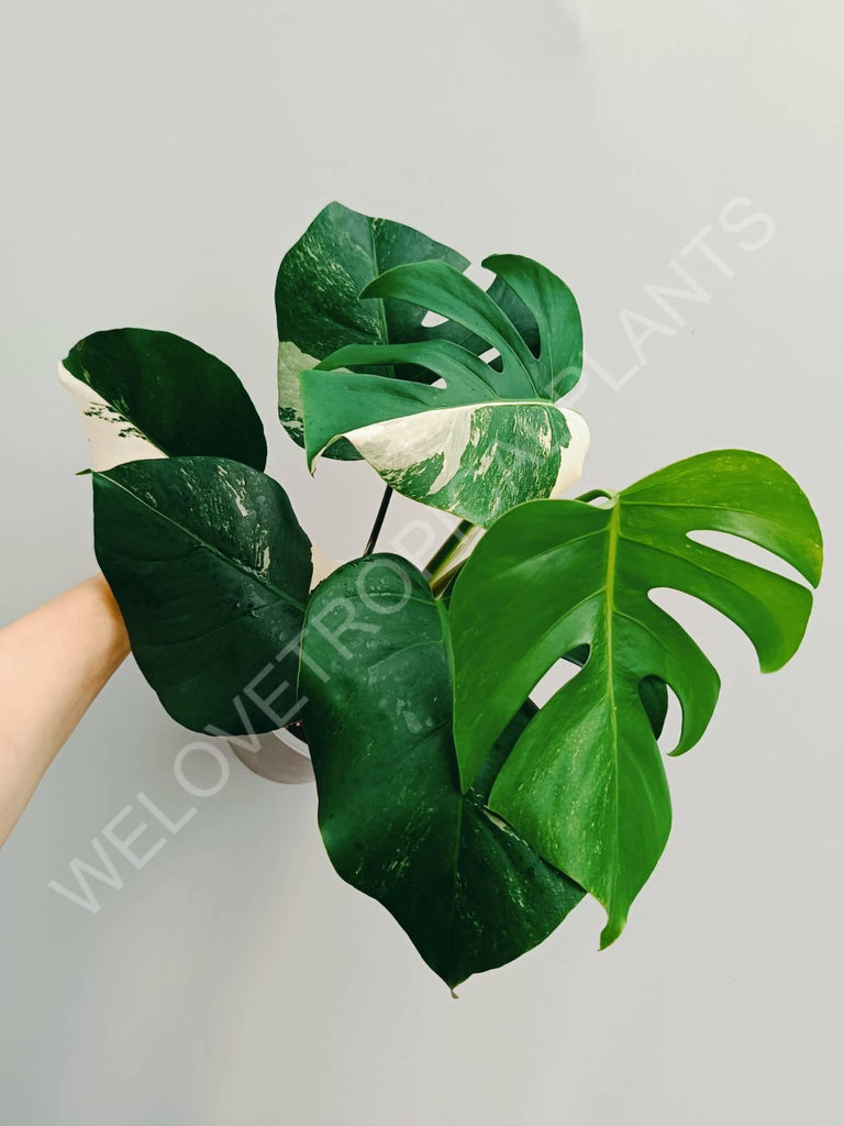 Monstera variegata albo