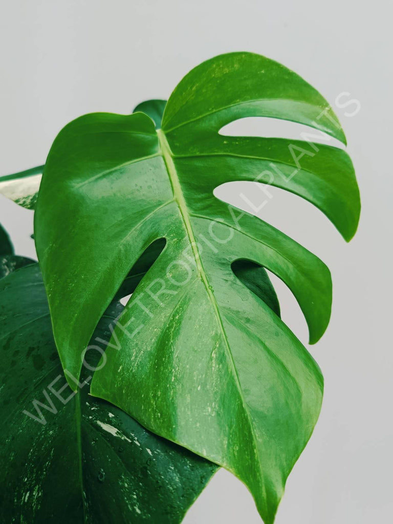 Monstera variegata albo