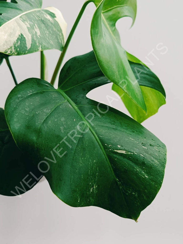 Monstera variegata albo