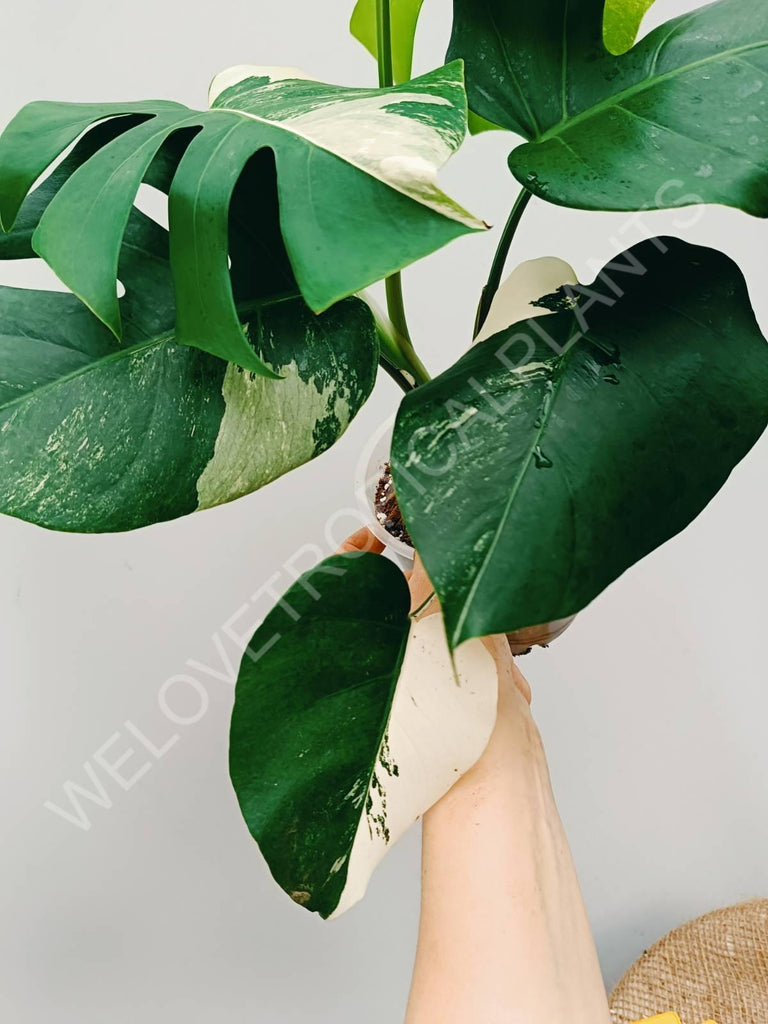 Monstera variegata albo