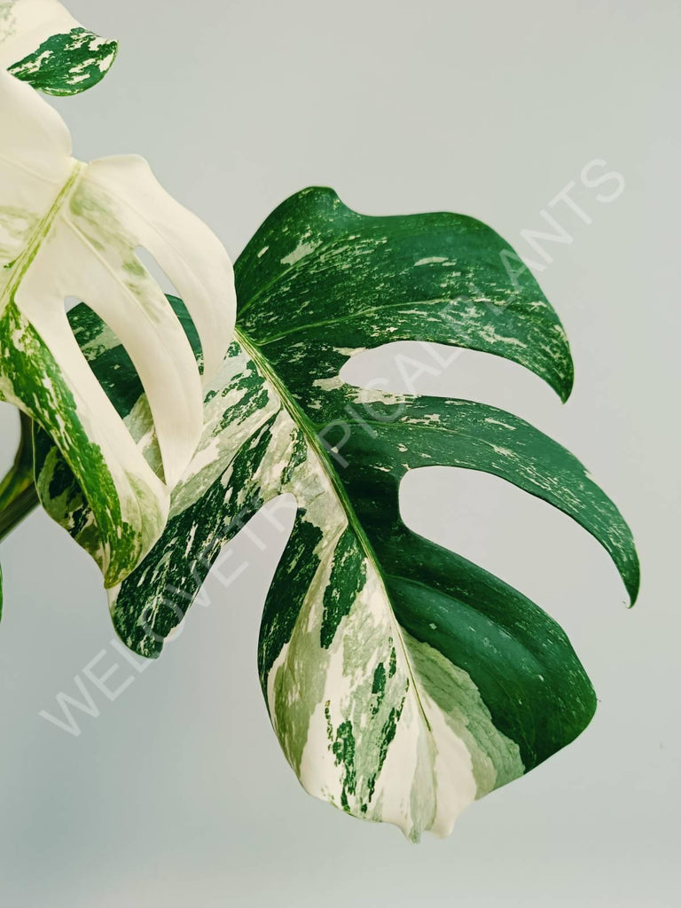 Monstera variegata albo