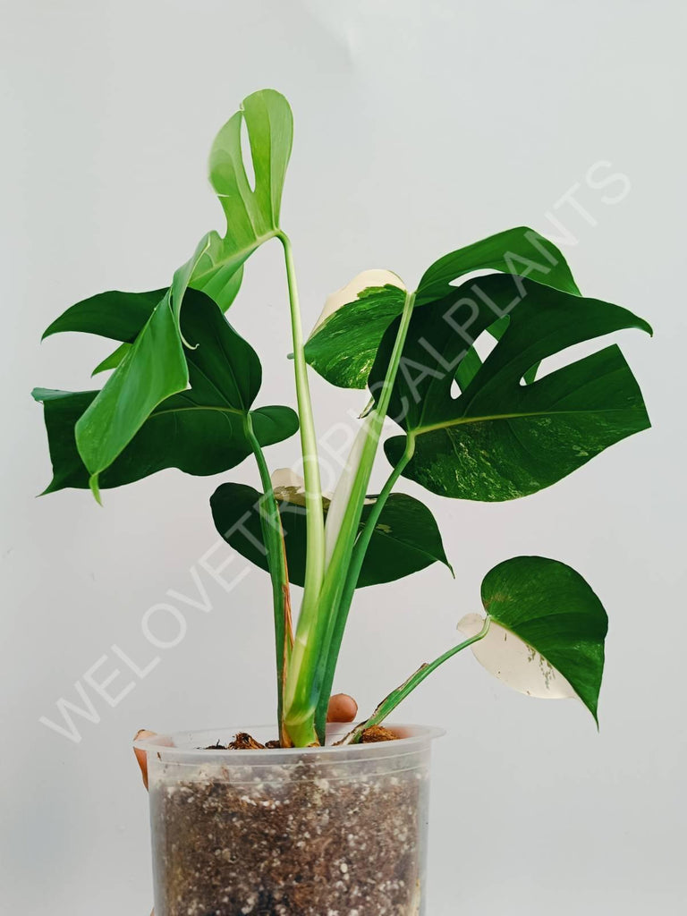 Monstera variegata albo