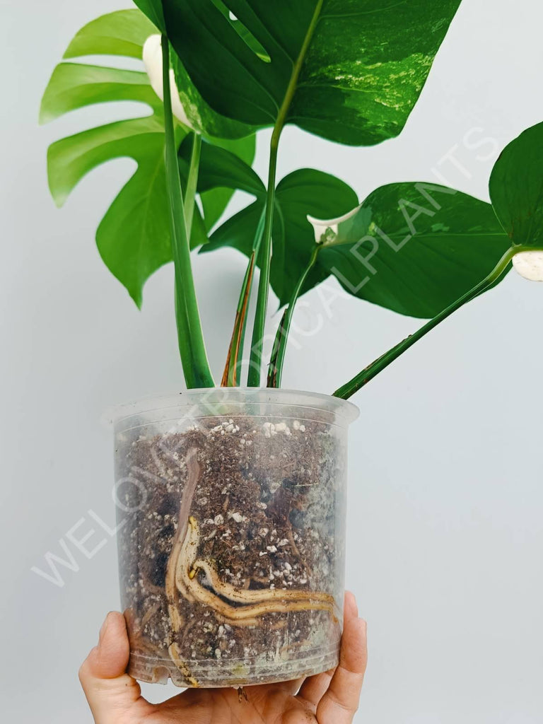 Monstera variegata albo