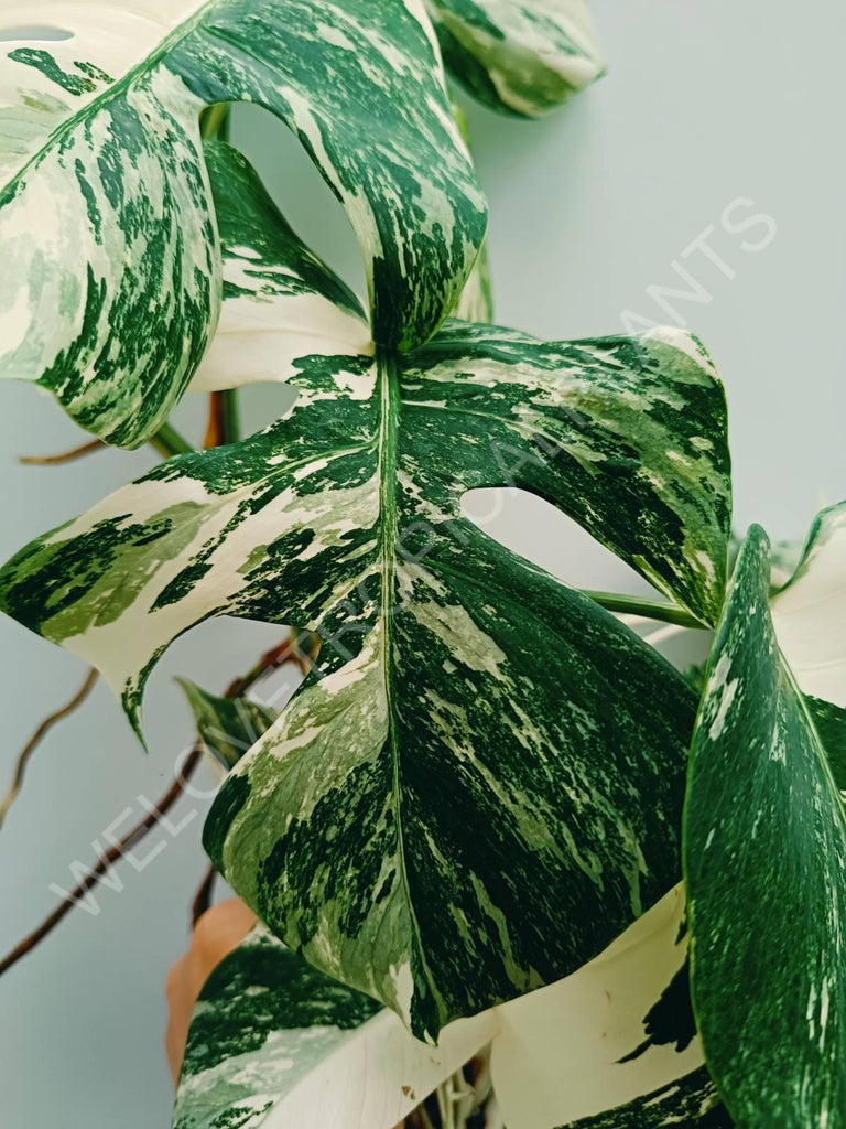 Monstera variegata albo