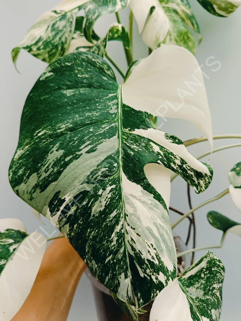 Monstera variegata albo