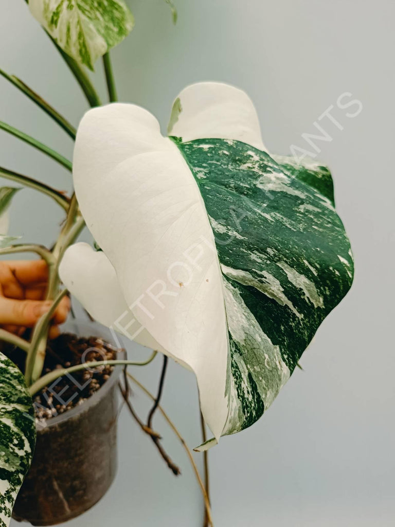 Monstera variegata albo