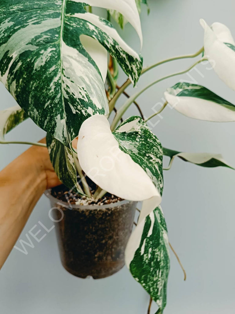 Monstera variegata albo