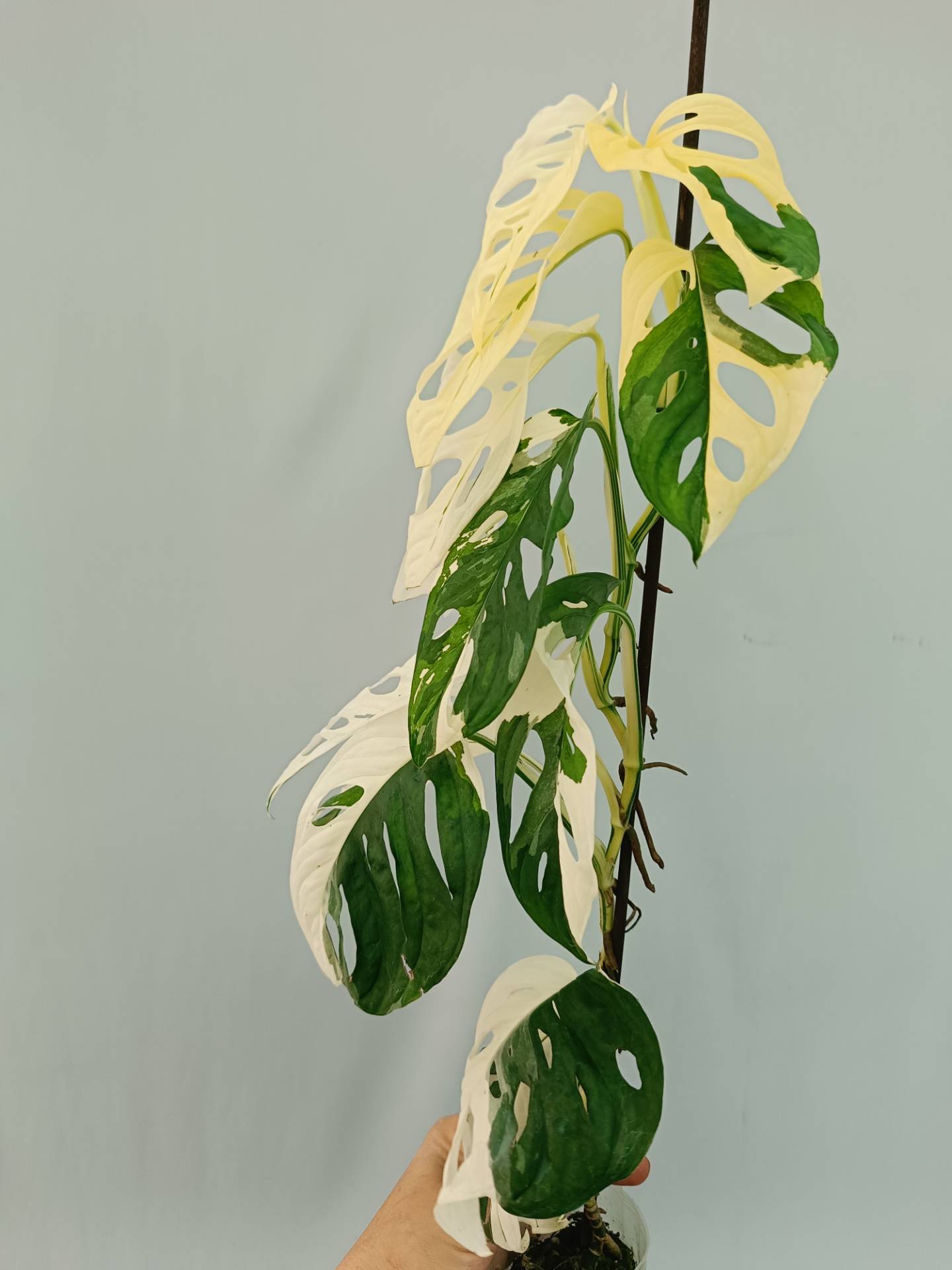 Monstera Adansonii Variegata