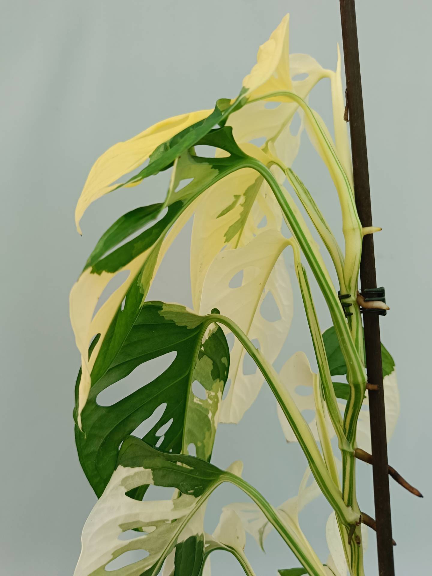 Monstera Adansonii Variegata