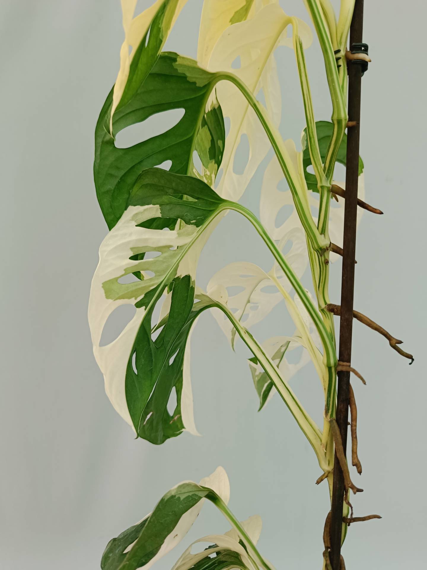 monstera adansonii wall Monstera adansonii variegata