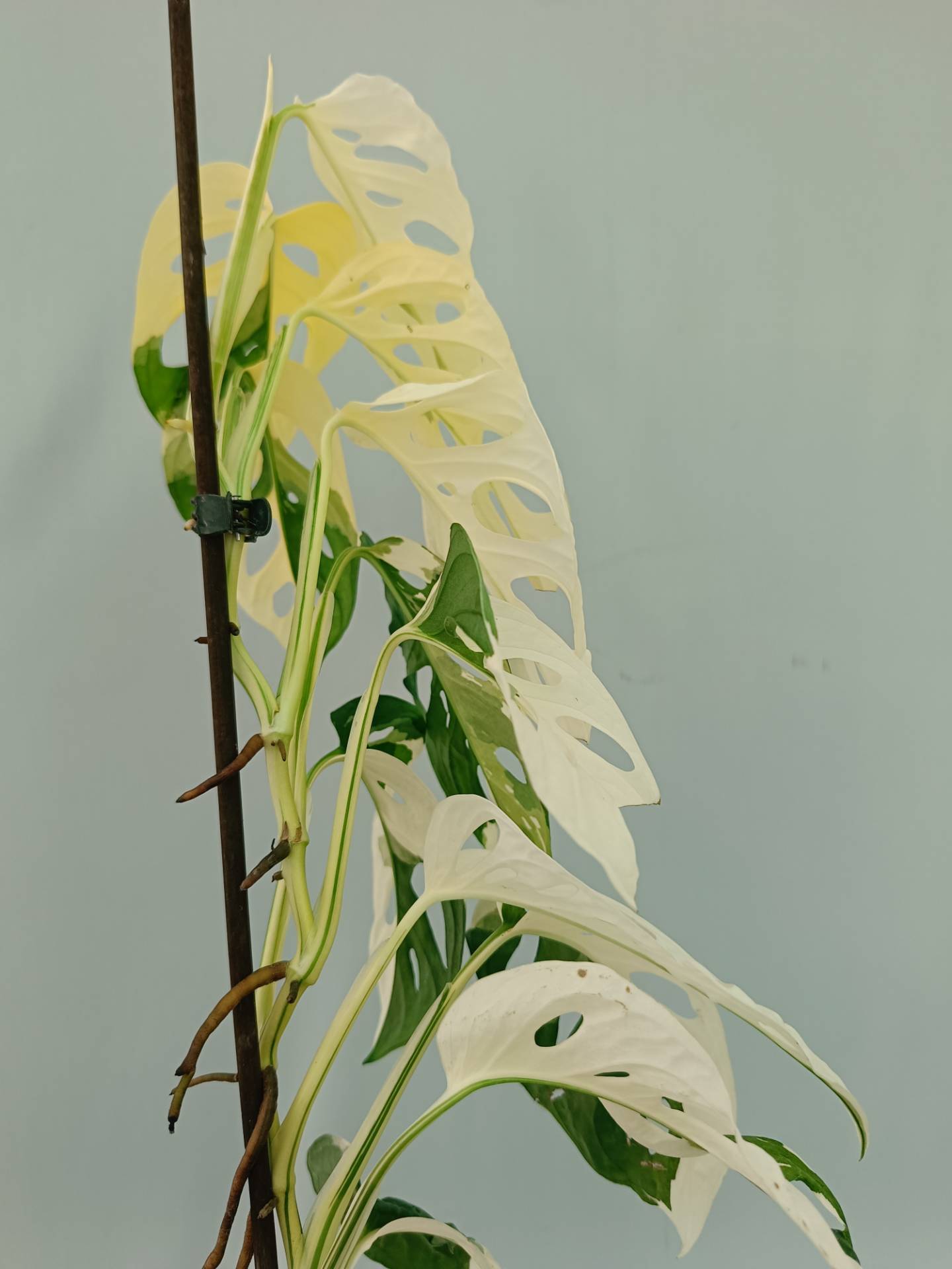 Monstera Adansonii Variegata