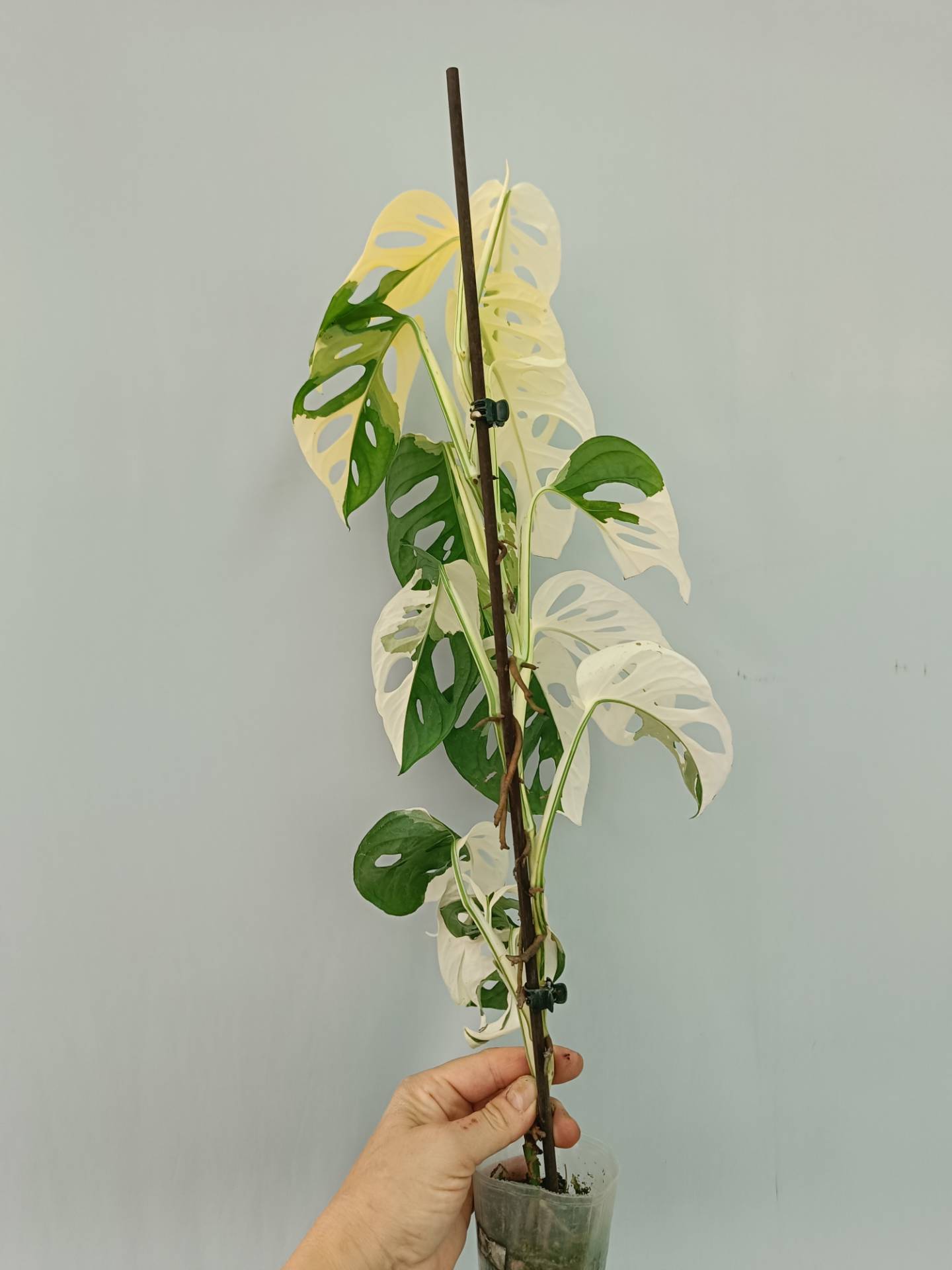 Monstera adansonii variegata | Welovetropicalplants
