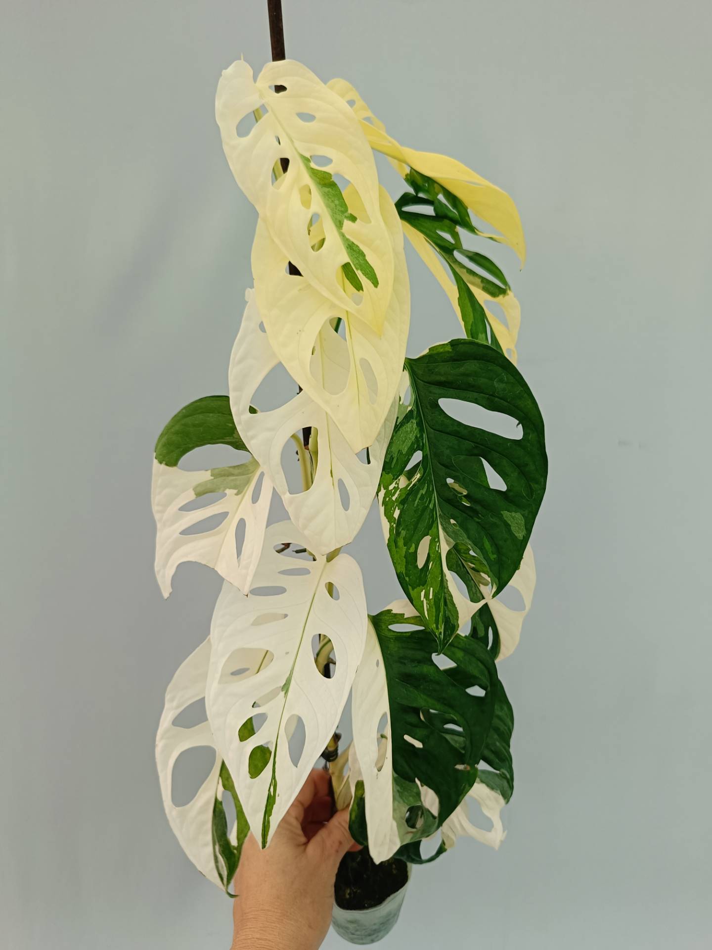 monstera adansonii variegata ebay Monstera adansonii variegata