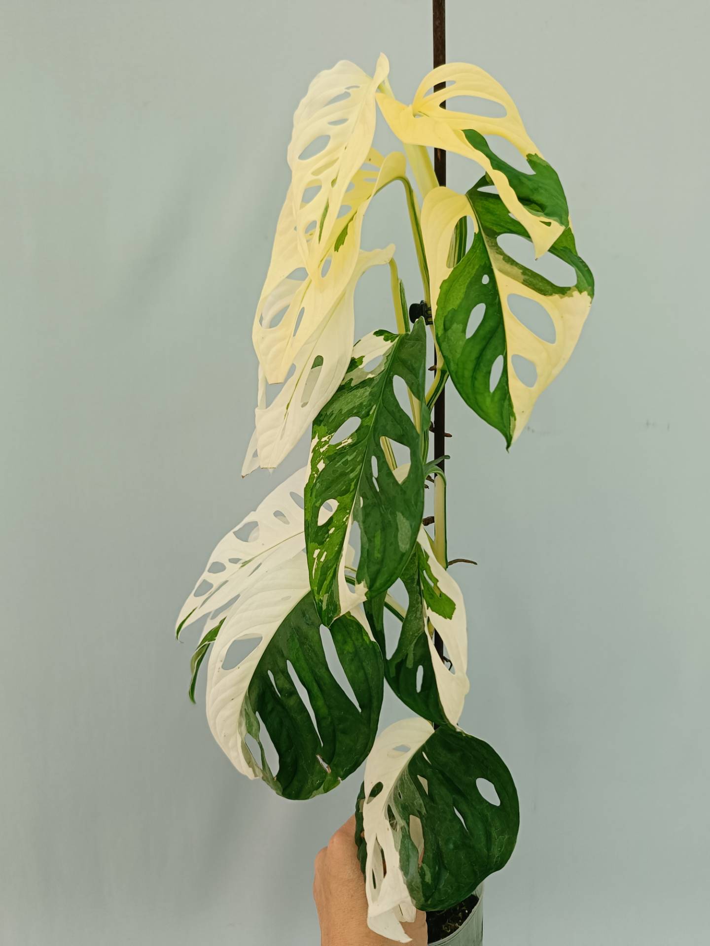 Monstera Adansonii Variegata