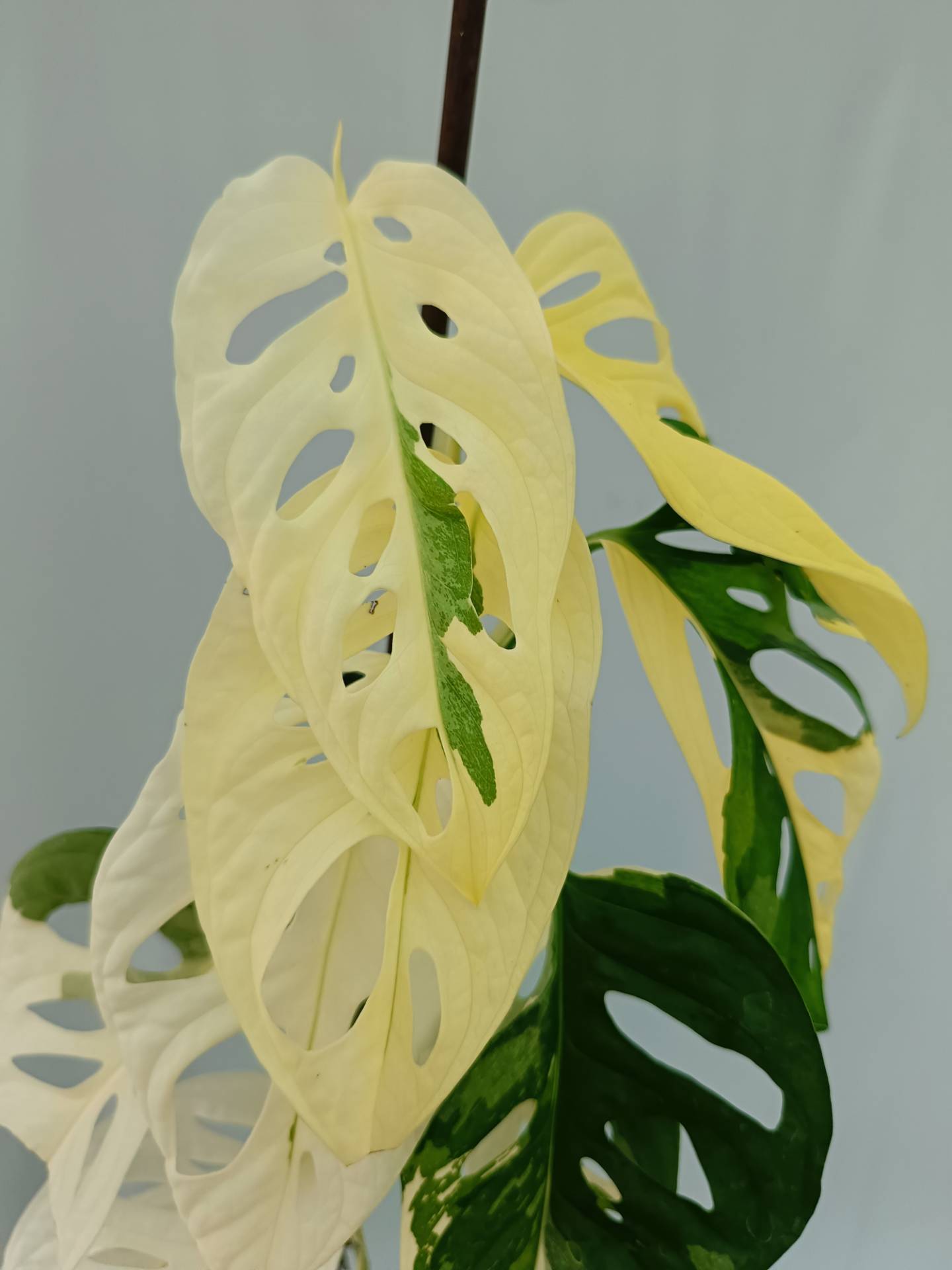 yellow monstera adansonii Monstera adansonii variegata