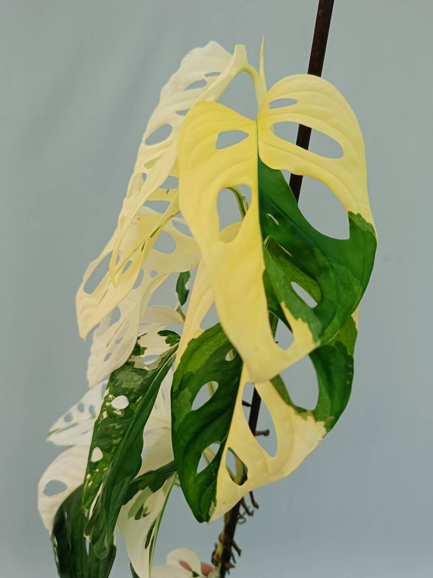 Monstera Adansonii Variegata