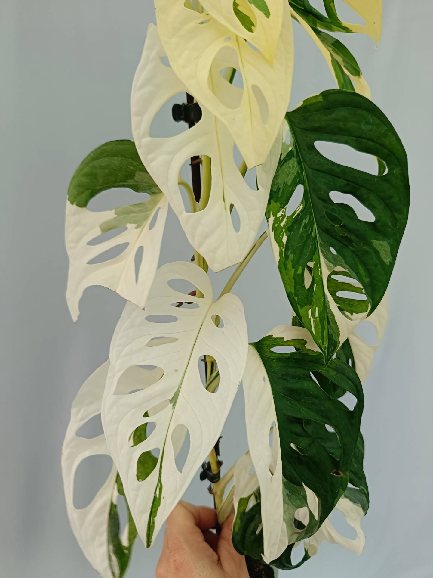 monstera adansonii variegated types Monstera adansonii variegata