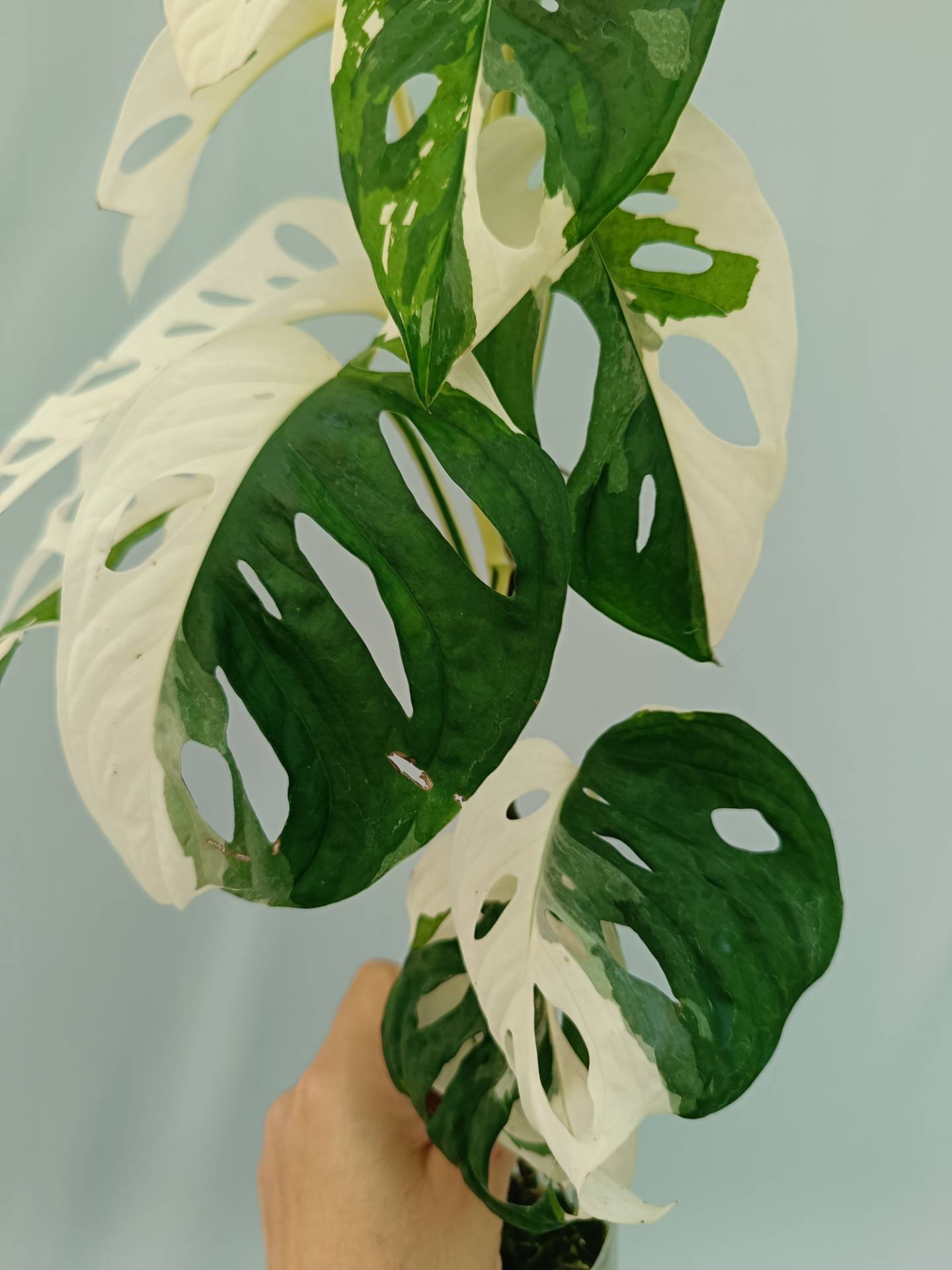 Monstera Adansonii Variegata
