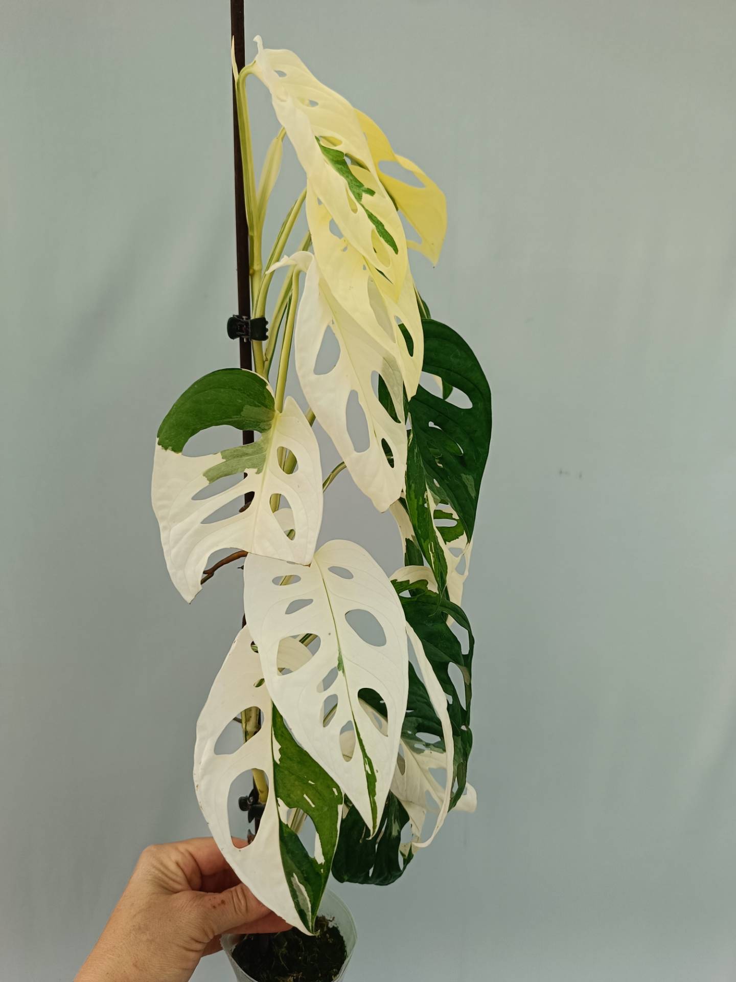 albo variegata monstera adansonii Monstera adansonii variegata