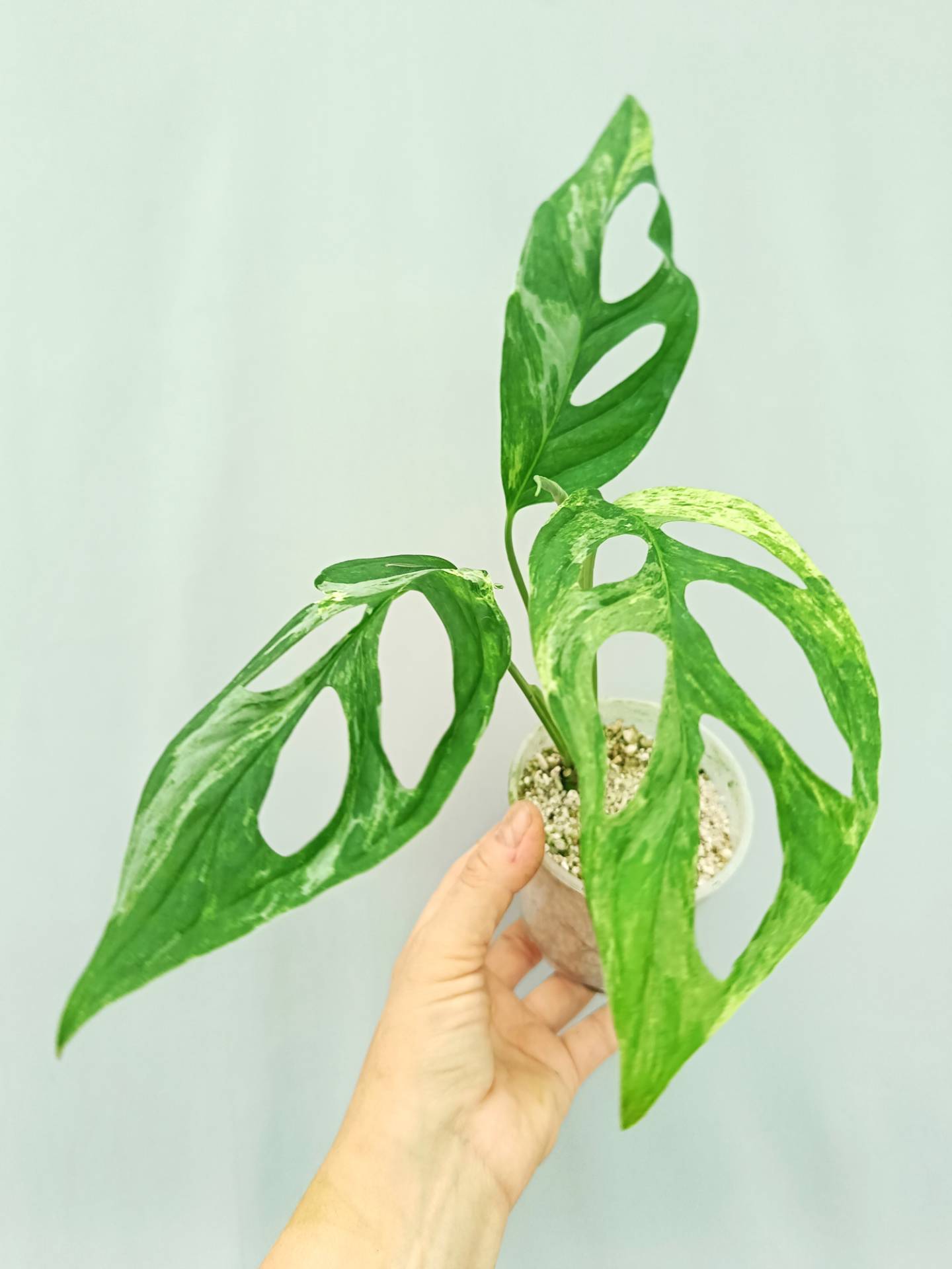 Monstera Adansonii Indonesian Marble 