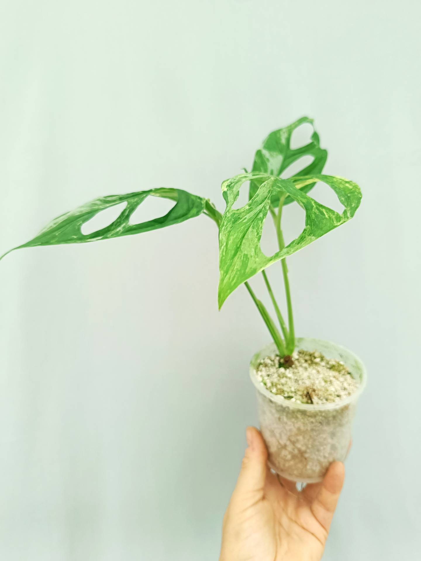 Monstera Adansonii Indonesian Marble (young plant)