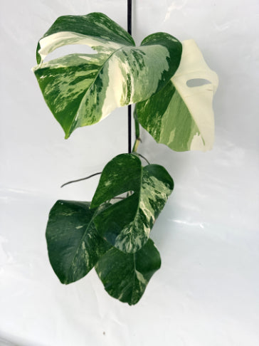 monstera_albo_variegata