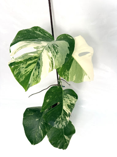 monstera_albo_variegata