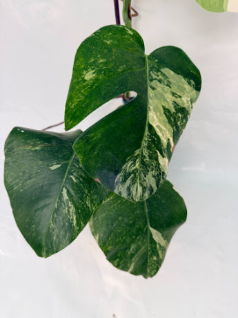 monstera_albo_variegata